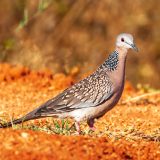 laughing-dove